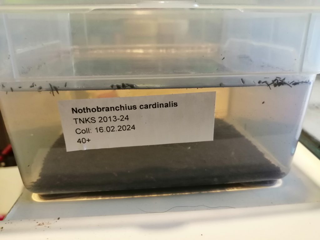 Hatching Nothobranchius cardinalis