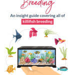Ultimate Guide to Killifish Breeding