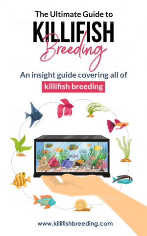 Ultimate Guide to Killifish Breeding