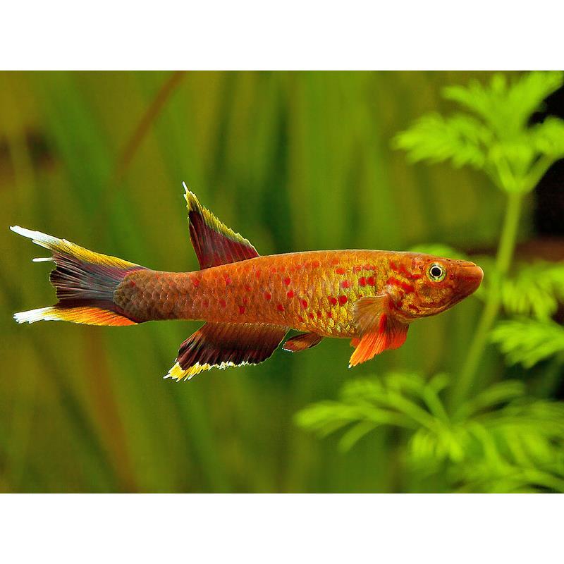 https://killifishbreeding.com/wp-content/uploads/2026/08/PXG6Rt1Hv-UPnt48k-xbdfwSo7iYLex1aLfOdj9wByNOD2dSH6dGfOb8Z9m1Y7ZrE5R-dyz-kUeLNdjypw1eP58kck606bJVAIFTtaFRNTbu2Z62uf0b_UCnlVNVBVGg_Bqy5ZRiVqwfSMIREpGm6qC6qVrMJVXw7ffKUKMbRg2-tjWGCdWmnz4w5Xooya2C.jpg